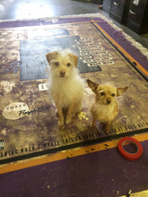 My two assistants an best friends Lola and Charlie standing and checking out my work on a purple and gold,  My Prince Tribute painting in progress in my studio